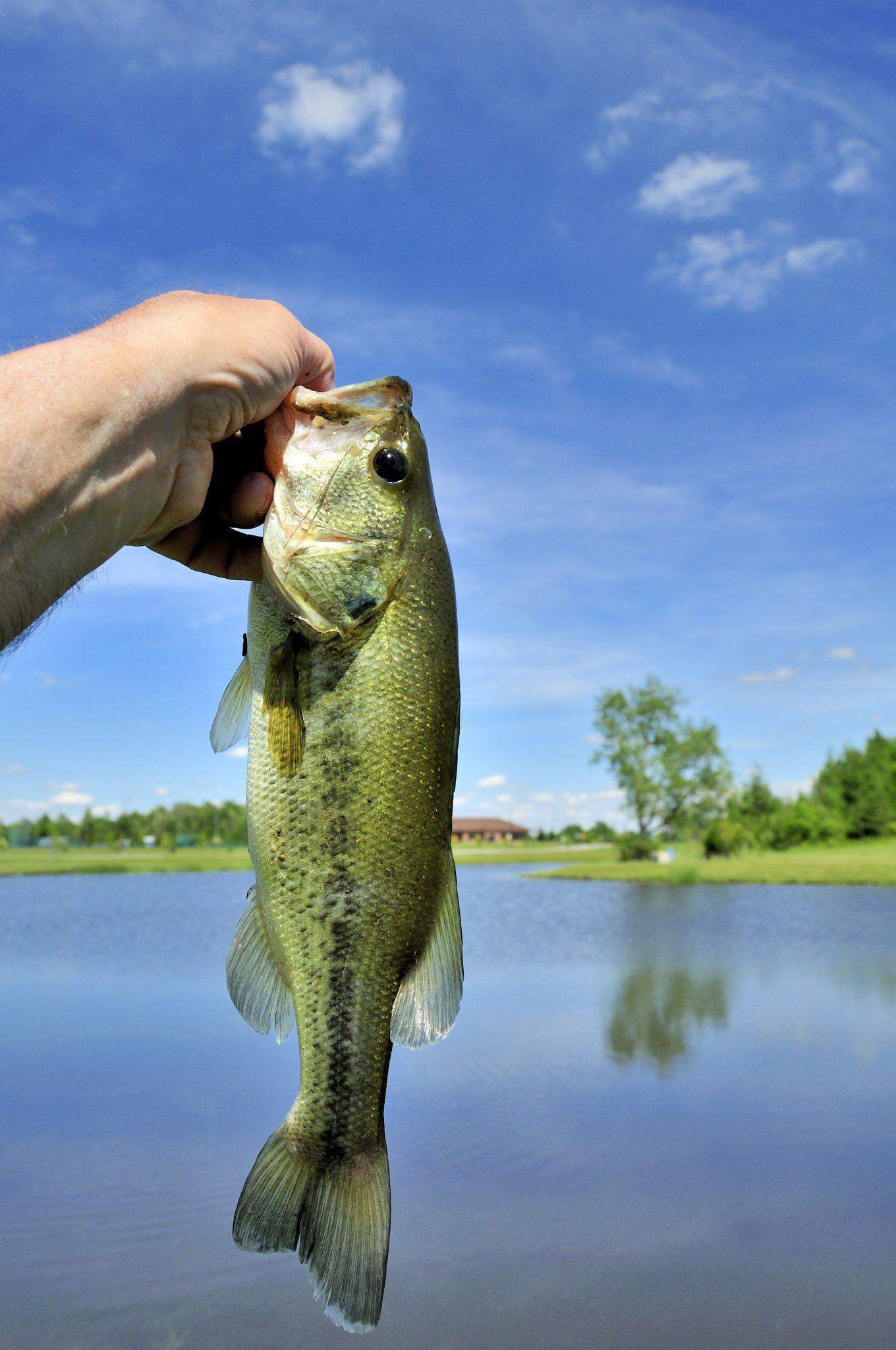 Fly Fishing for Smallmouth Bass in Lakes and Rivers » McFly Fishers