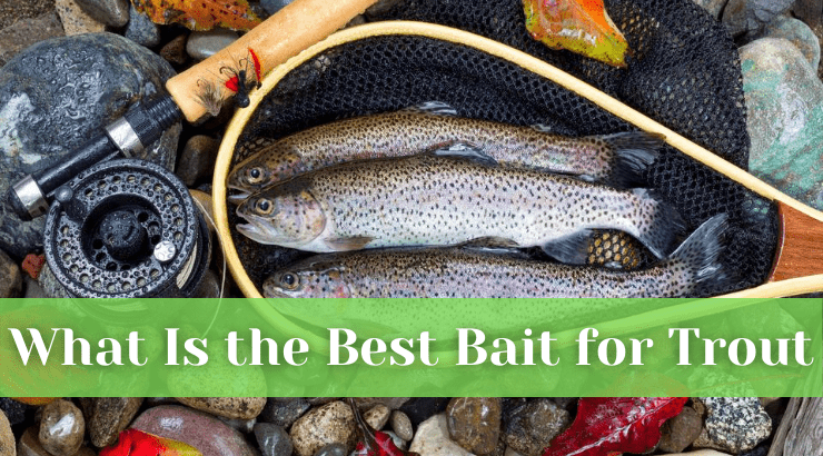 What Is the Best Bait for Trout